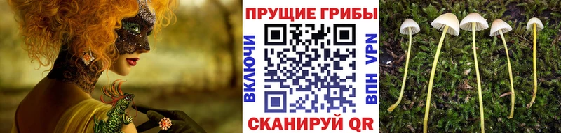 Купить  Жуковский  Псилоцибиновые грибы MAGIC MUSHROOMS 